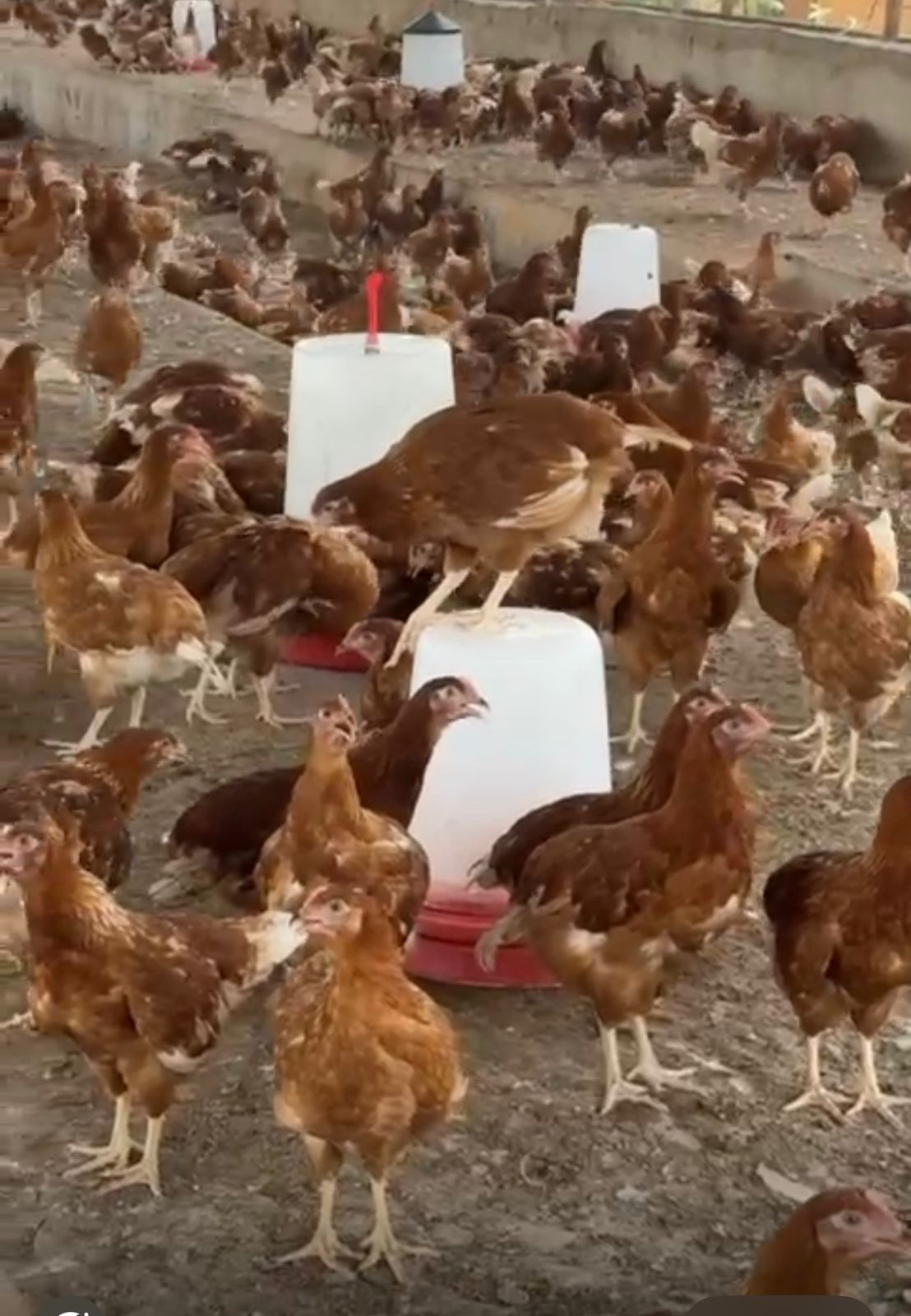 Healthy hens at feeding time