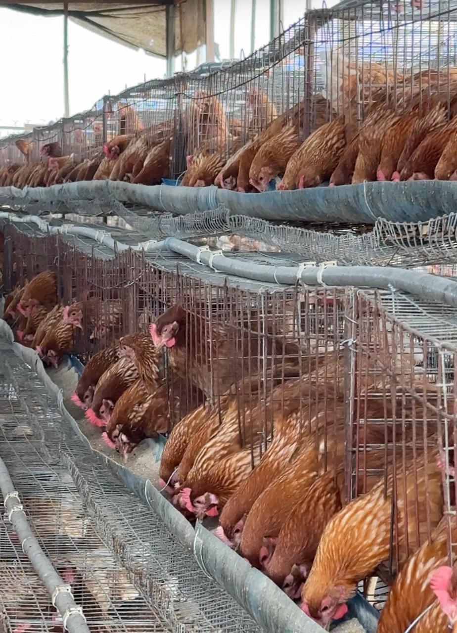 Layer hens in cages