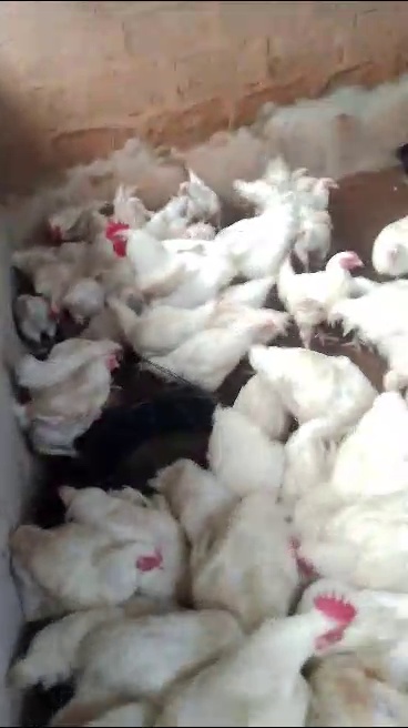 Fresh broilers ready for delivery