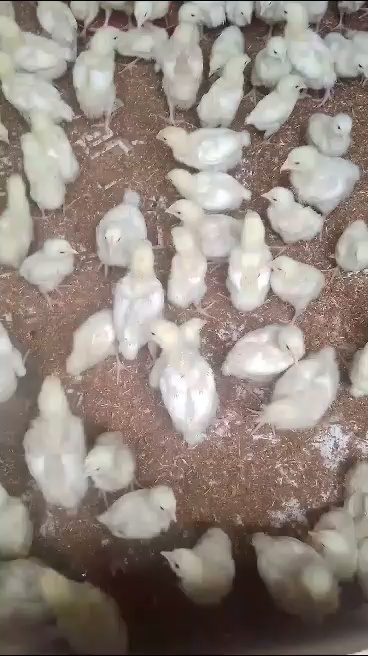 Our baby broilers