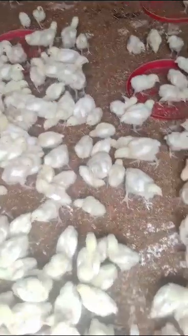 Feeding time for our little ones