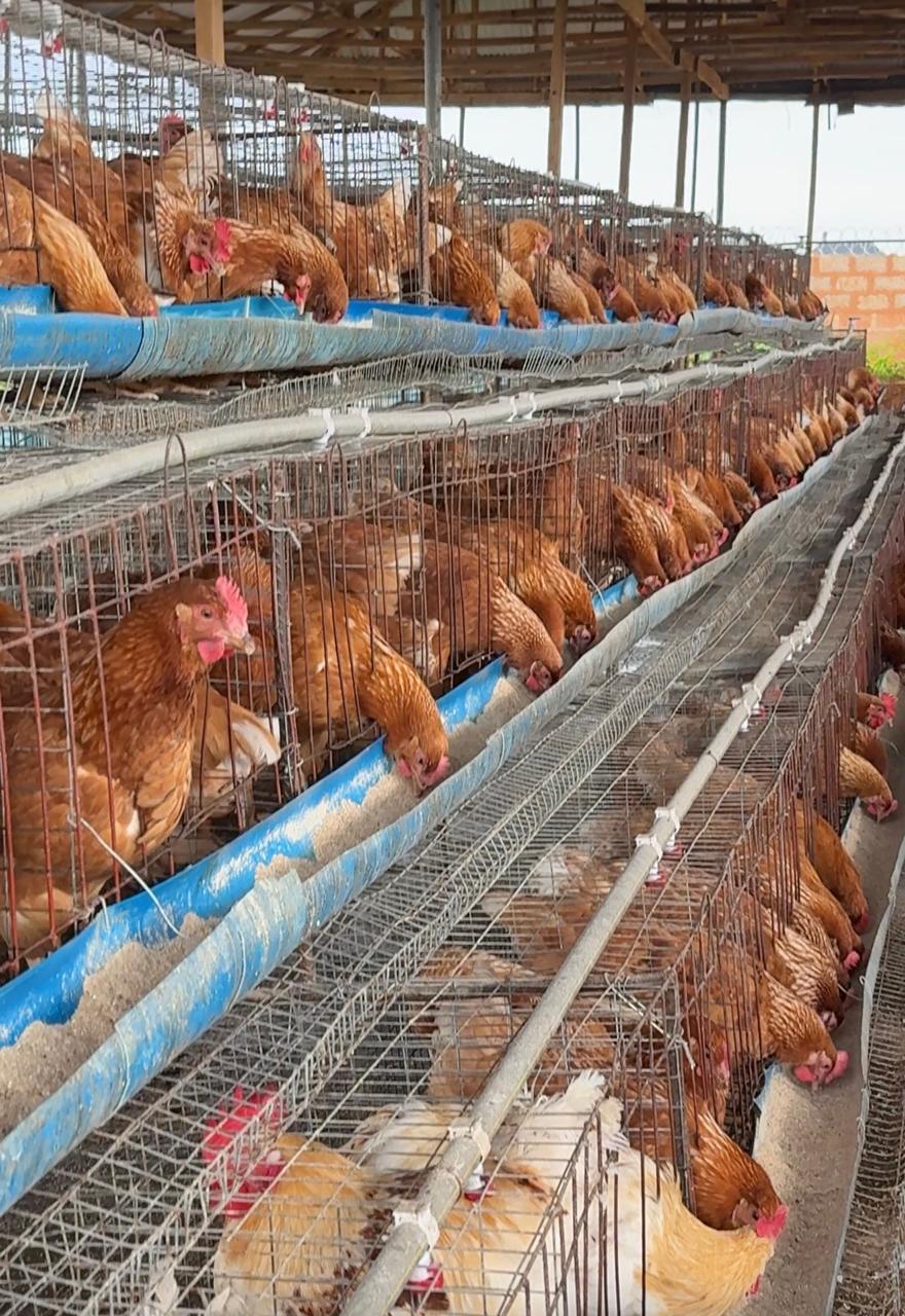 Multi-tier layer cage system